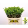 Solidago Carzan Glory
