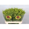 Solidago Golden Glory