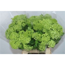 Viburnum