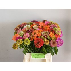 Zinnia Lilliput