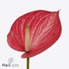 Anthurium Caldonia bicolor