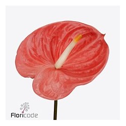 Anthurium Farao rosa