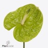 Anthurium Grand Slam verde