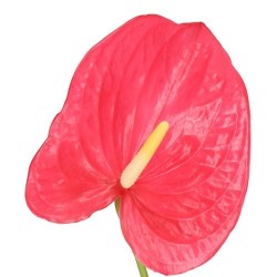 Anthurium Maine Rosa