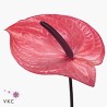 Anthurium Maxima Elegance rosa