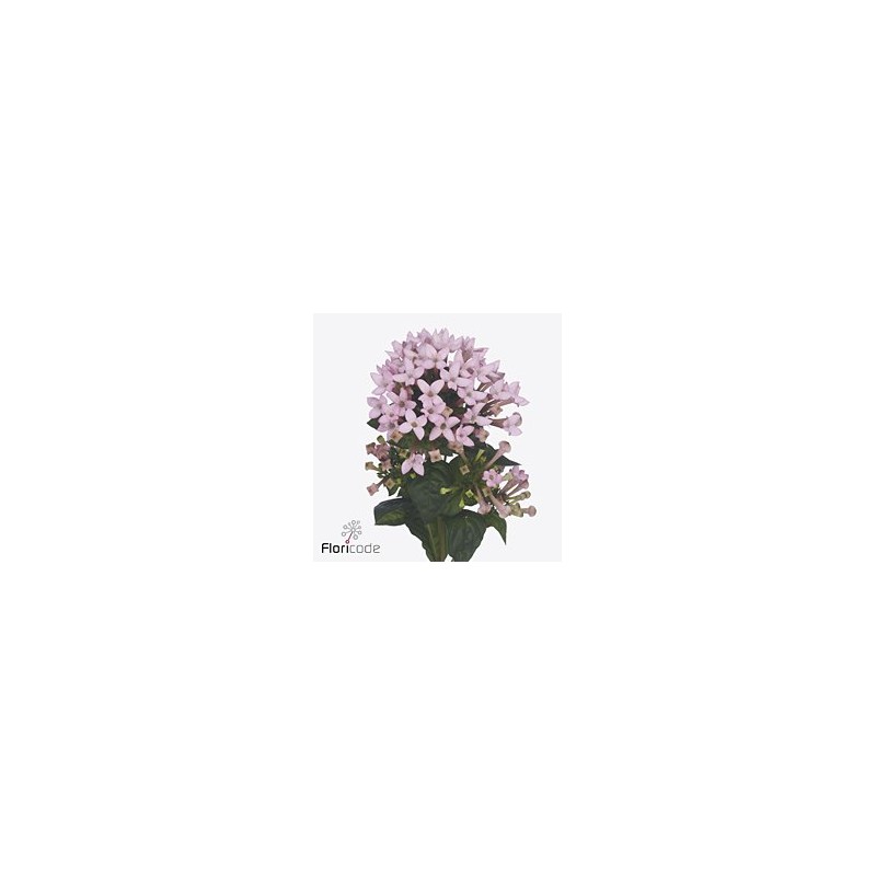 Bouvardia
