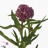 Asclepias Soulmate