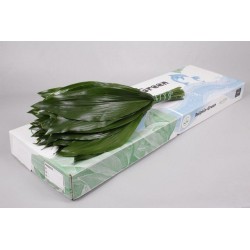 Aspidistra