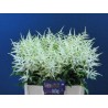 Astilbe Washington blanco