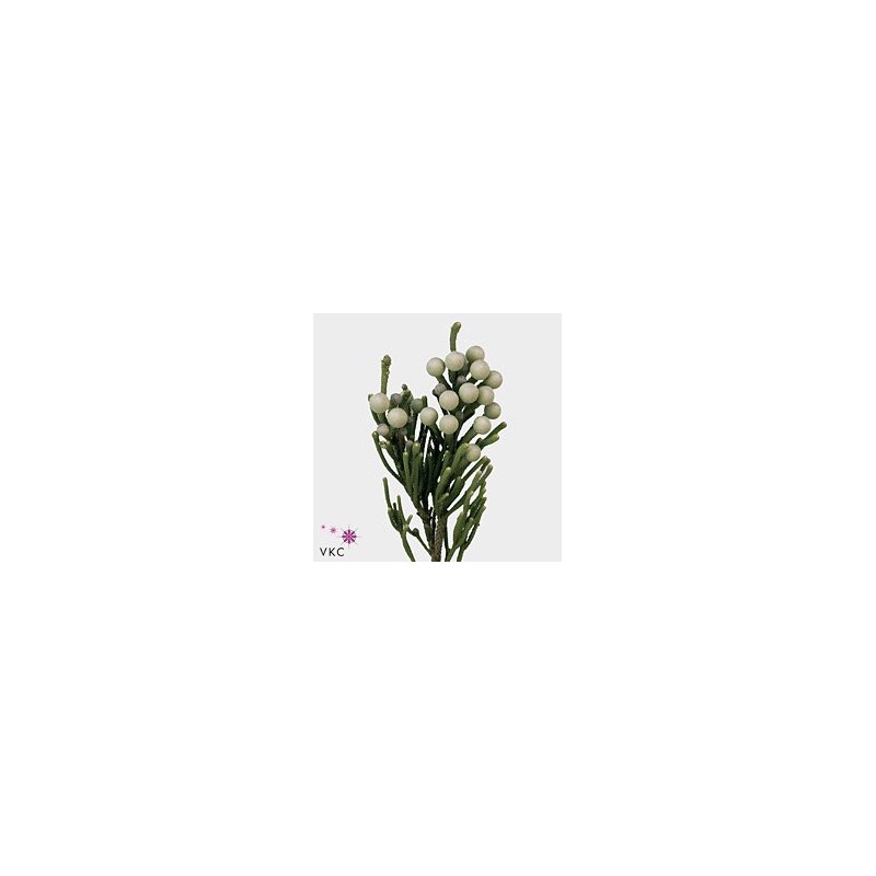 Brunia Albiflora