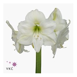 Amarilys ( Hippeastrum )