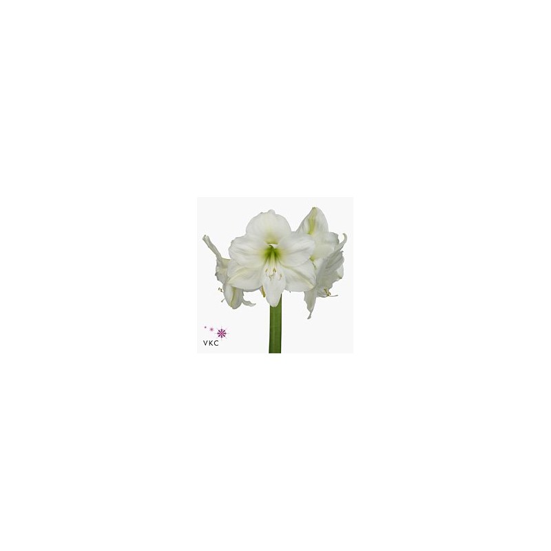 Amarilys ( Hippeastrum )