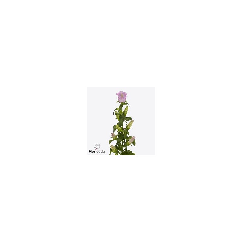 Campanula Campana