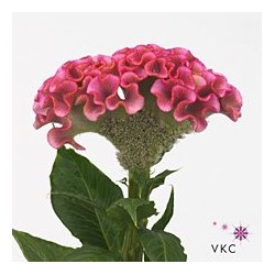Celosia Act Rima