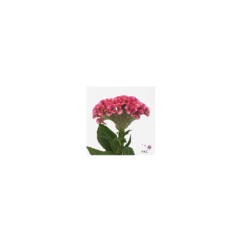Celosia Act Rima
