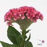 Celosia Act Rima