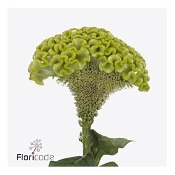 Celosia Act Verda