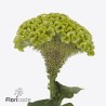 Celosia Act Verda