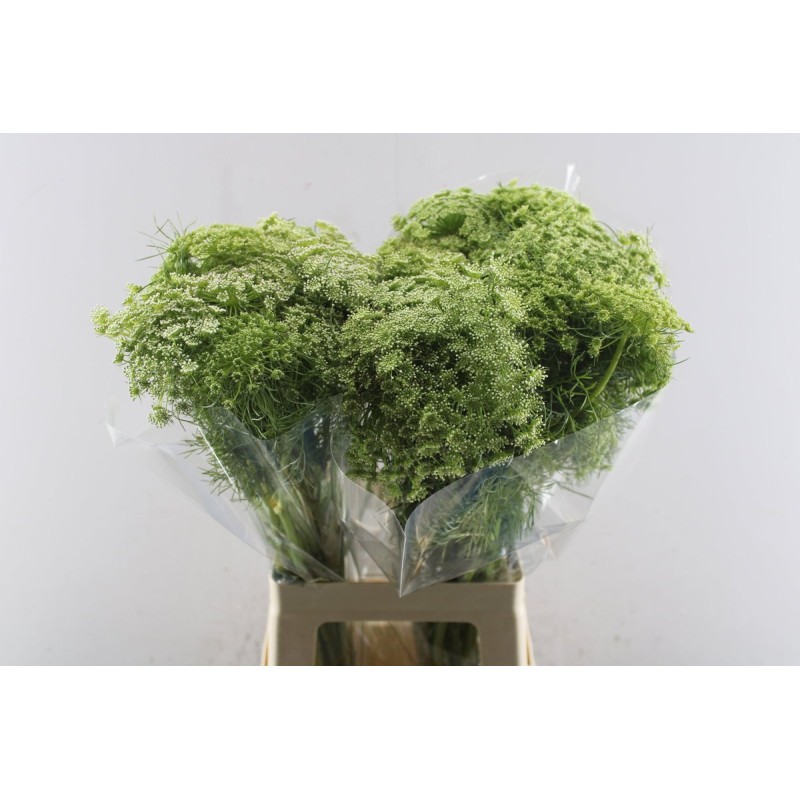 Ammi Visnaga