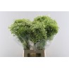 Ammi Visnaga