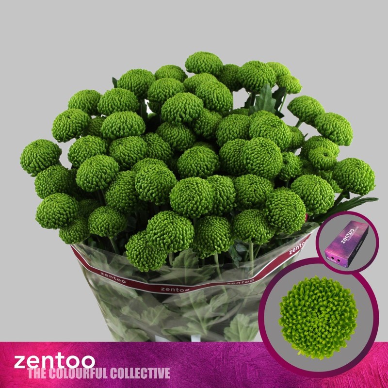 Crisantemo Deligreen