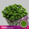 Crisantemo Deligreen