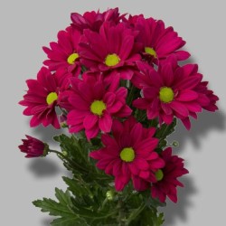 Crisantemo Purple Star