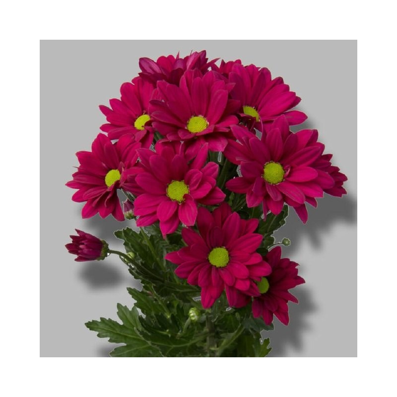 Crisantemo Purple Star