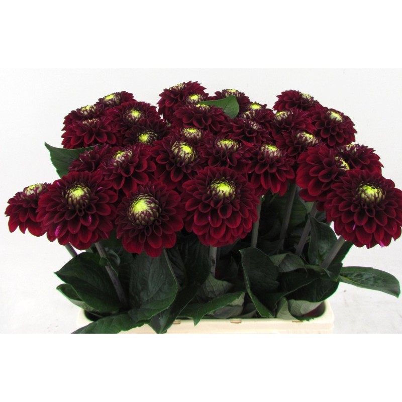 Dahlia Black Fox