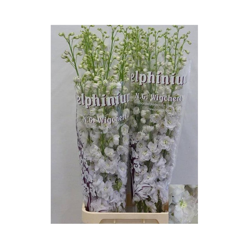 Delphinium