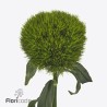 Dianthus kiwi