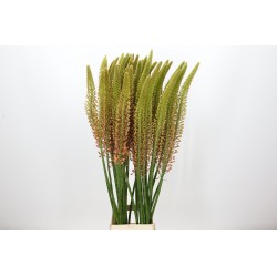 Eremurus Cleopatra