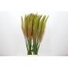 Eremurus Cleopatra