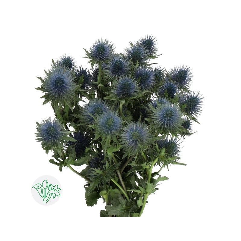 Eryngium Magnetar