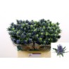 Eryngium Supernova