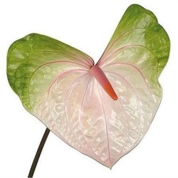 Anthurium Acura Bicolor