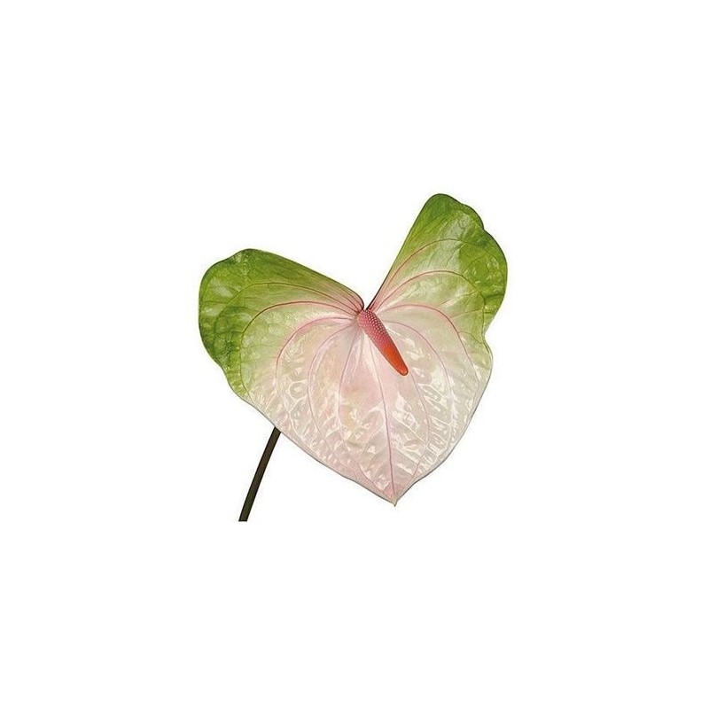 Anthurium Acura Bicolor