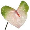Anthurium Acura Bicolor