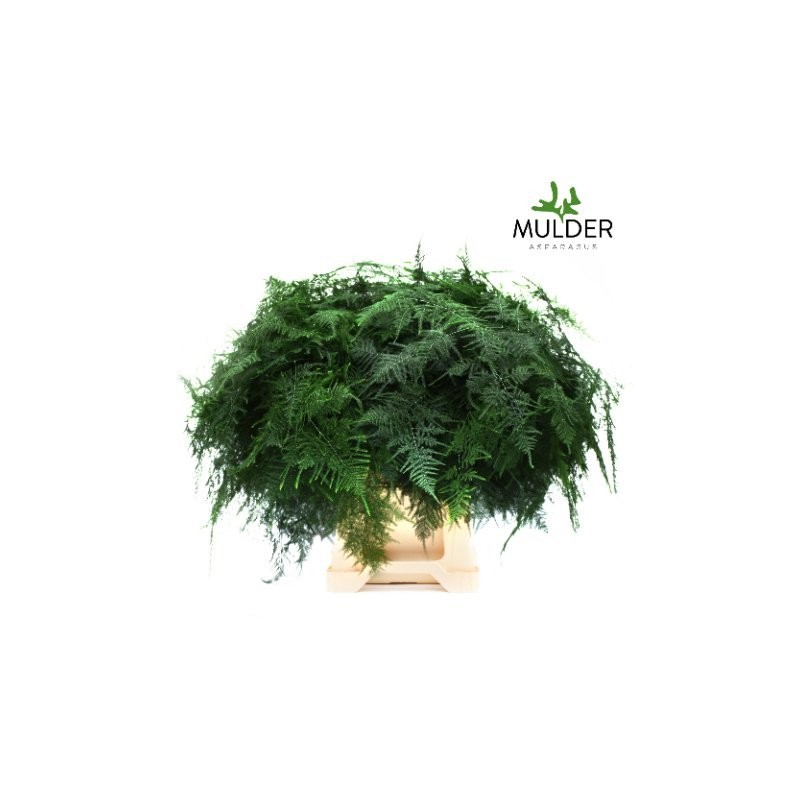 Esparraguera Setaceus Clásica