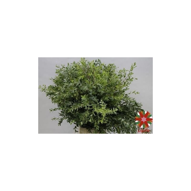 Eucalipto Parvifolia