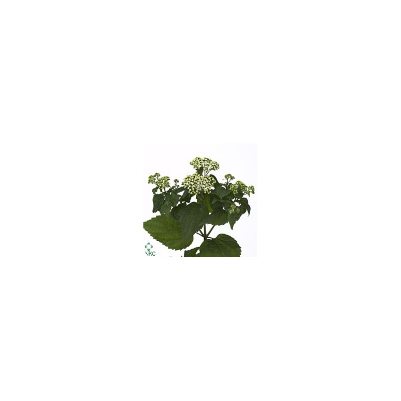 Eupatorium