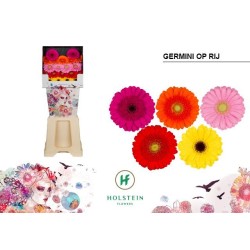 Gerbera 