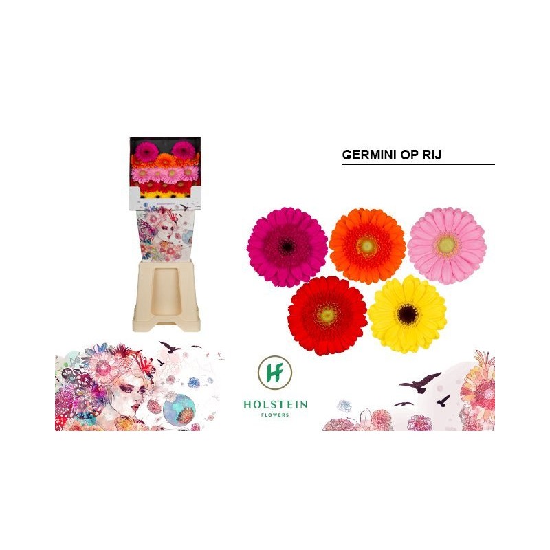 Gerbera 